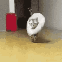 A cat with a fashionable collar walking towards the camera.